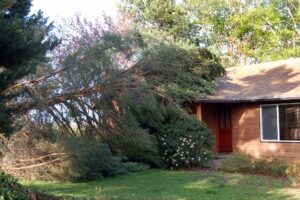 Fallen tree leaning on a house.